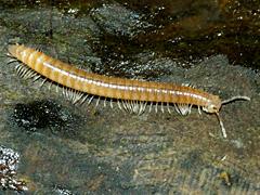 Millipede